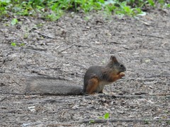 Sciurus vulgaris