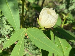 Gossypium thurberi