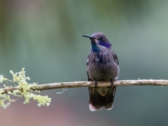 Colibri delphinae