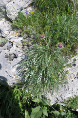 Jurinea levieri