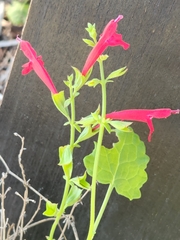 Salvia roemeriana