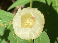 Gossypium thurberi
