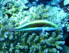 Paracirrhites forsteri