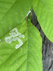 Cameraria guttifinitella