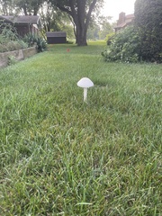 Saproamanita thiersii