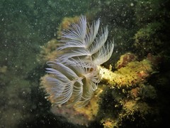 Protula bispiralis