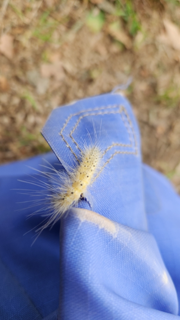 Fall Webworm Moth from Asheville, NC, USA on September 9, 2022 at 06:03 ...