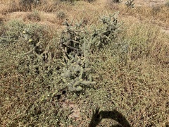 Cylindropuntia fulgida