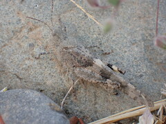 Trimerotropis pallidipennis