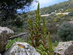 Umbilicus horizontalis