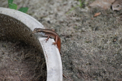 Eutropis carinata