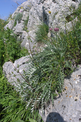 Jurinea levieri