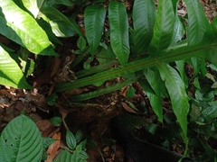 Tectaria vasta
