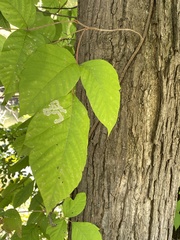 Cameraria guttifinitella