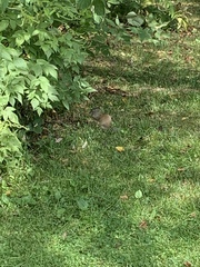 Poliocitellus franklinii