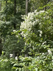 Chionanthus virginicus