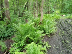 Matteuccia struthiopteris