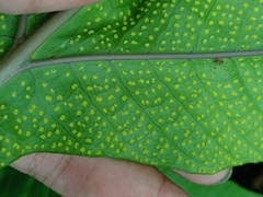 Tectaria vasta
