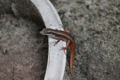 Eutropis carinata