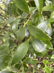 Alyxia stellata