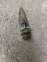 Neotibicen tibicen australis