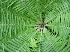 Matteuccia struthiopteris