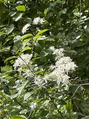 Chionanthus virginicus