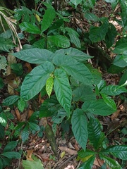 Begonia longifolia