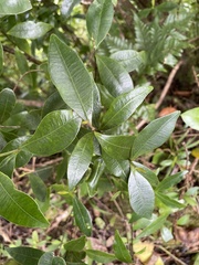 Alyxia stellata