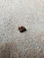 Araneidae