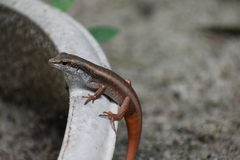 Eutropis carinata