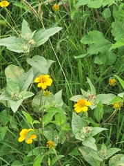 Sclerocarpus uniserialis