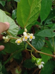 Begonia longifolia
