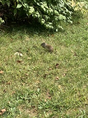 Poliocitellus franklinii