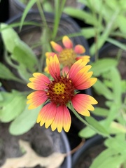 Gaillardia