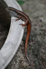 Eutropis carinata