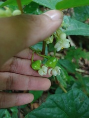 Begonia longifolia