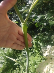Chaerophyllum bulbosum