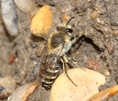 Colletes halophilus