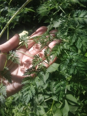 Chaerophyllum bulbosum