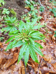 Cardamine heptaphylla
