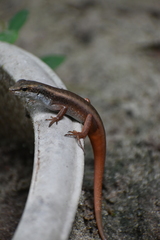 Eutropis carinata