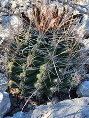 Hamatocactus hamatacanthus hamatacanthus