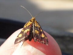 Pyrausta