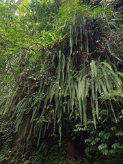 Nephrolepis falciformis