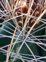 Hamatocactus hamatacanthus hamatacanthus