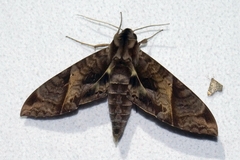 Eumorpha