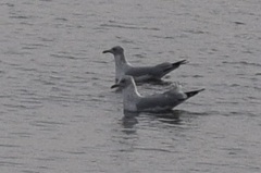 Larus delawarensis