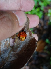 Acusilas malaccensis