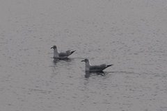 Larus delawarensis